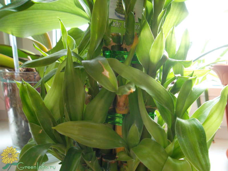Драцена Сандера, или «бамбук счастья». Уход в домашних условиях. Фото — Ботаничка