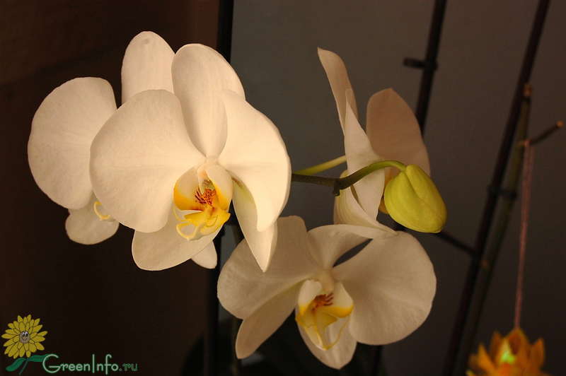 Цветонос у орхидеи