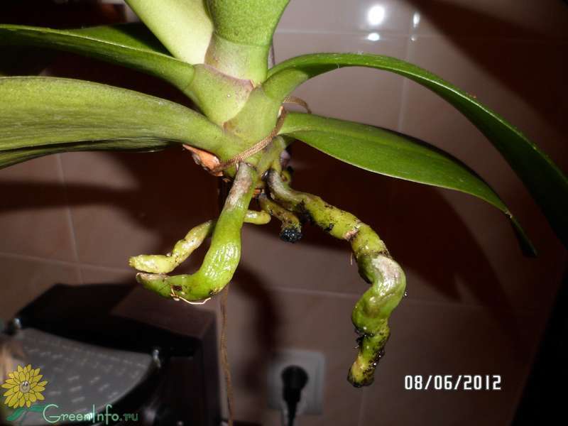 Реанимация залитой орхидеи