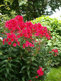 Флоксы – многолетние цветы в саду. Посадка и уход. Популярные сорта флоксов. Фото