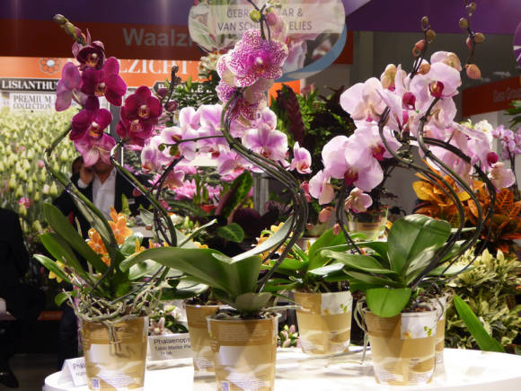 Орхидея фаленопсис: особенности выращивания, цветения и ухода