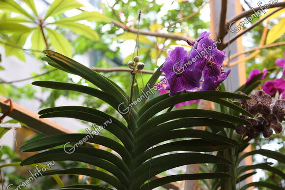 Орхидея Ванда: уход в домашних условиях, выращивание в стекле