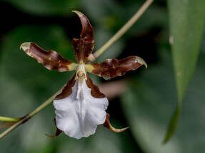 Мильтония клиновидная (Miltonia cuneata) 