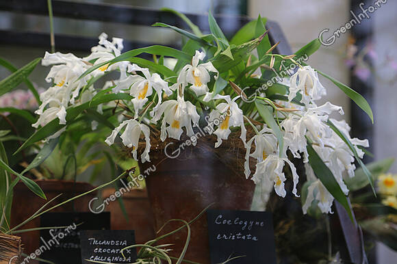 Целогина гребенчатая (Coelogyne cristata)