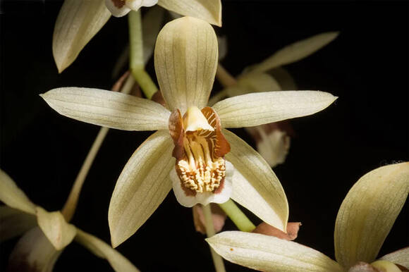 Целогина волочная (Coelogyne tomentosa), син. Целогина Массанжа (Coelogyne massangeana)