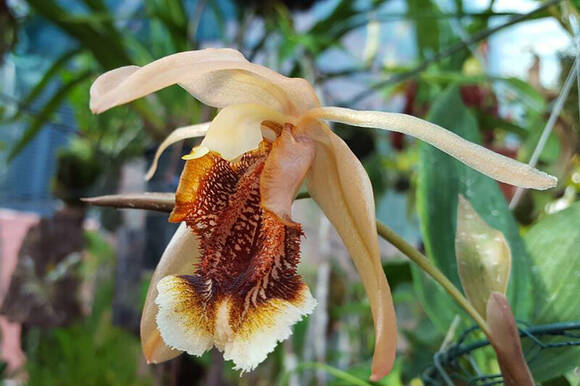 Целогина прекрасная (Coelogyne speciosa)