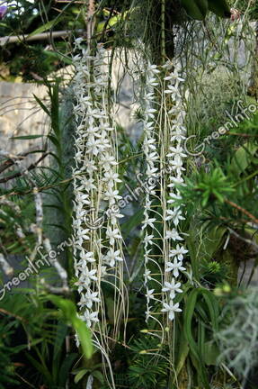 Целогина Рохуссена (Coelogyne rochussenii)