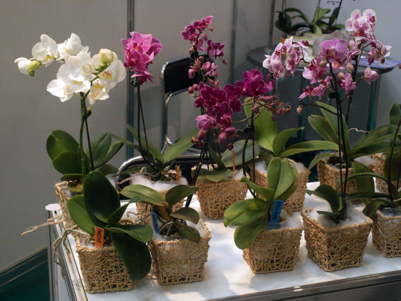 Как ухаживать за цветком Орхидея (Фаленопсис) в домашних условиях :: Инфониак