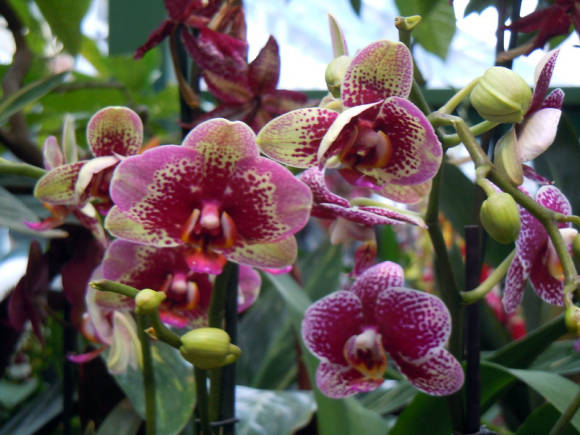 Почему не цветут орхидеи?